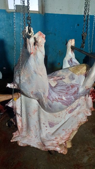 Продам мясо бычки откорм