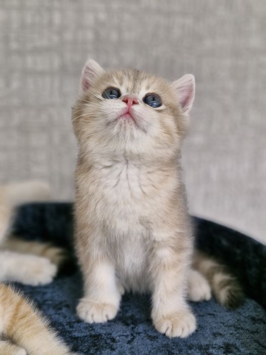 Британские котята