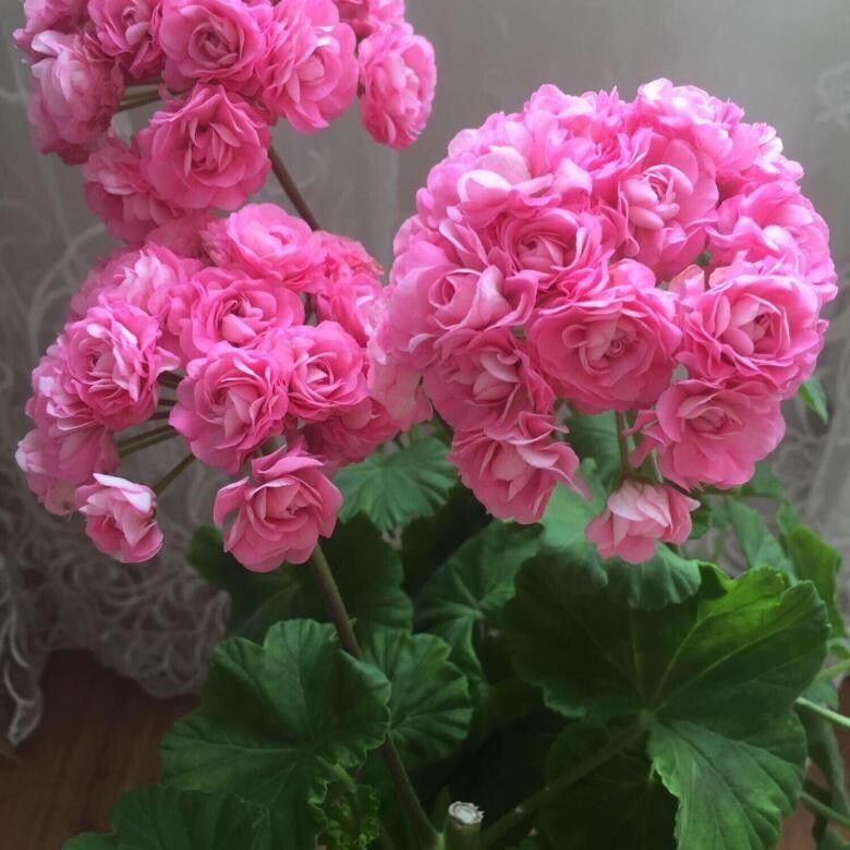 Пеларгония pink rosebud. Пеларгония австралиан Пинк. Герань Swanland Pink. Пеларгония розебудная австралиан Пинк. Герань австралиан Пинк.