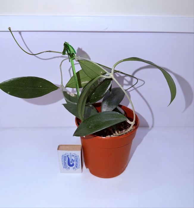 Хойя, комнатные растения, комнатные цветы