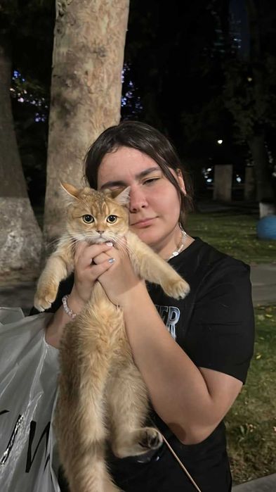 1 млн сум. Помогите найти кошку за вознаграждение. Mushuk yoqoldi