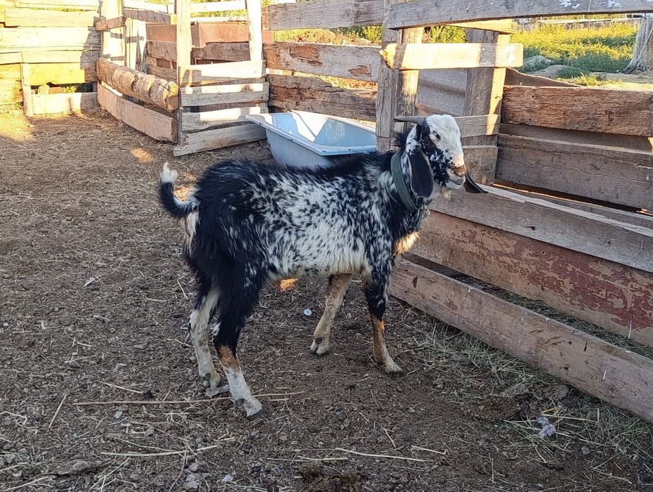 Продам или обменяю на тохтушку