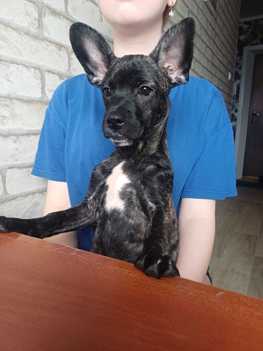 отдам даром щенка