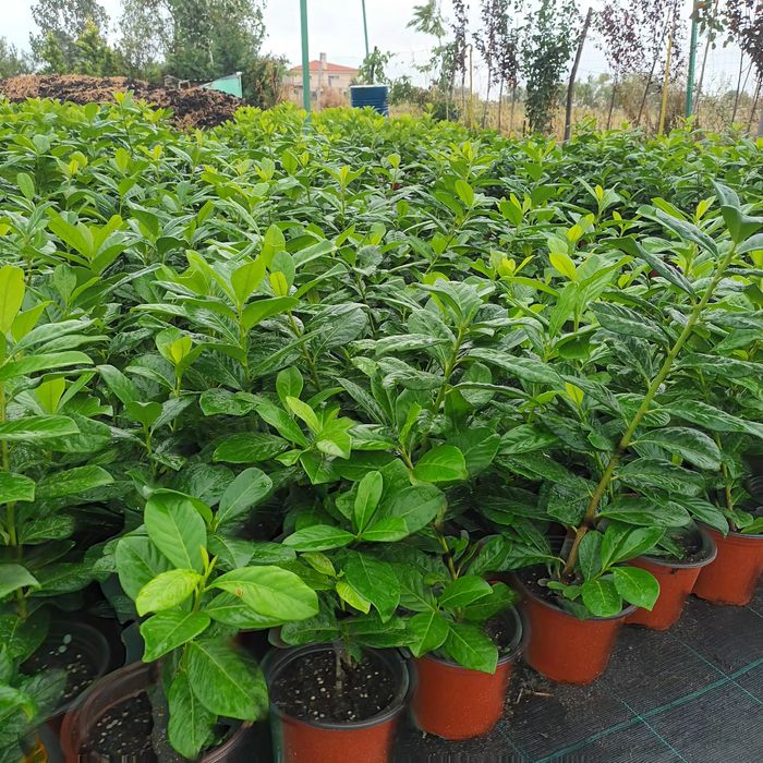 Chiparos Leylandii,Laur Englezesc și Photinia Red Robin