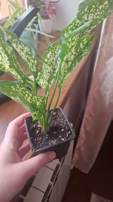 Комнатные цветы продам