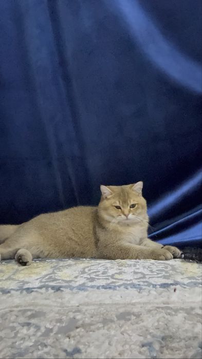 Zalataya Britanskaya shinshilla