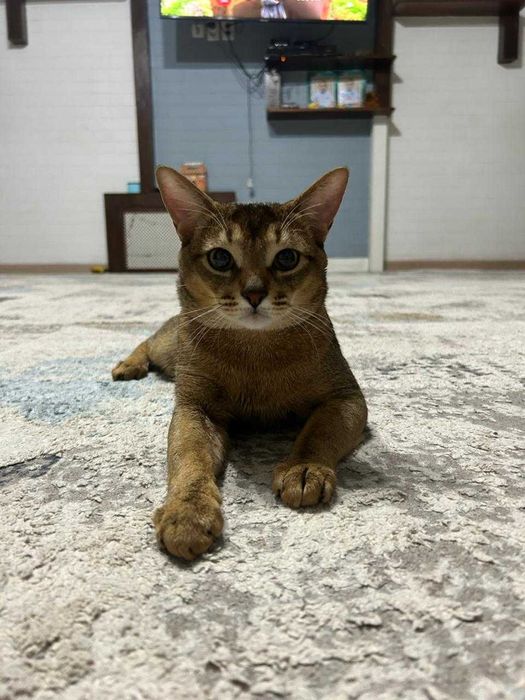 Абиссинец кот вязка