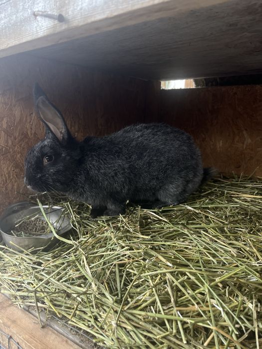 Продам кроликов , крольчата