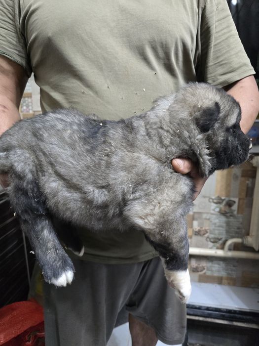 Щенки САО готовы к продаже*(тяж)