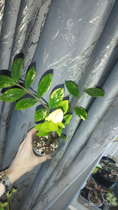 Продается Шикарный Замиокулькас вариегатный
