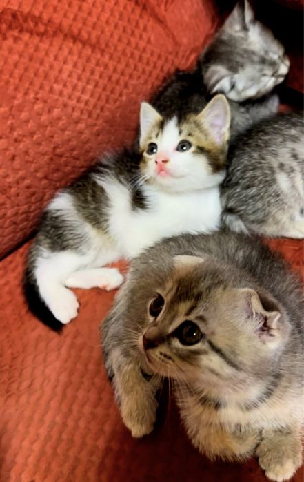 Котенок прямоухий