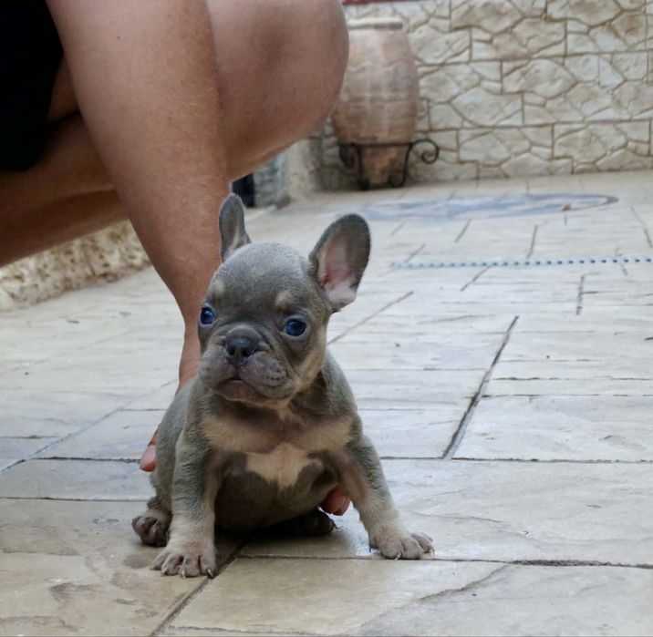 Френски булдог; Frenchies