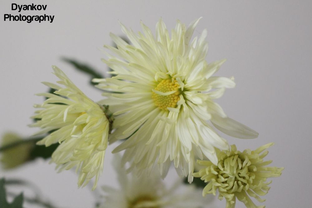 Фото и видео заснемане