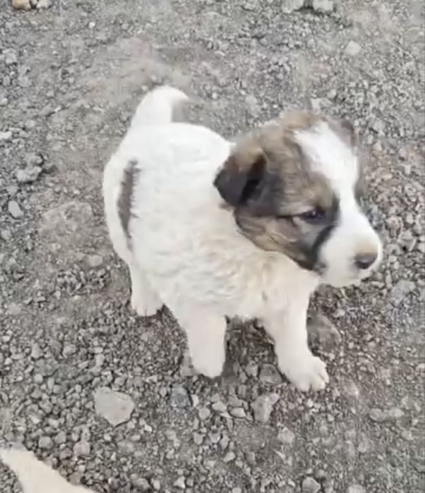 Щенки в добрые руки