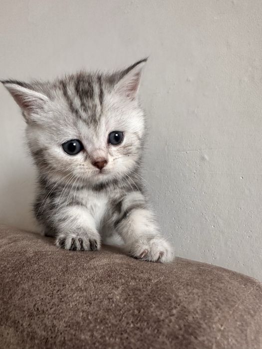 Продам породистых котят