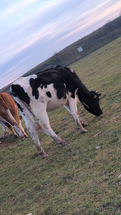 Vând doua juninci Holstein