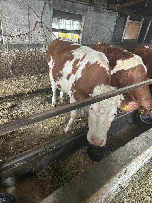 Junincă de vânzare!