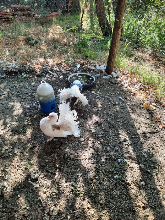 Porumbei voltați, indieni