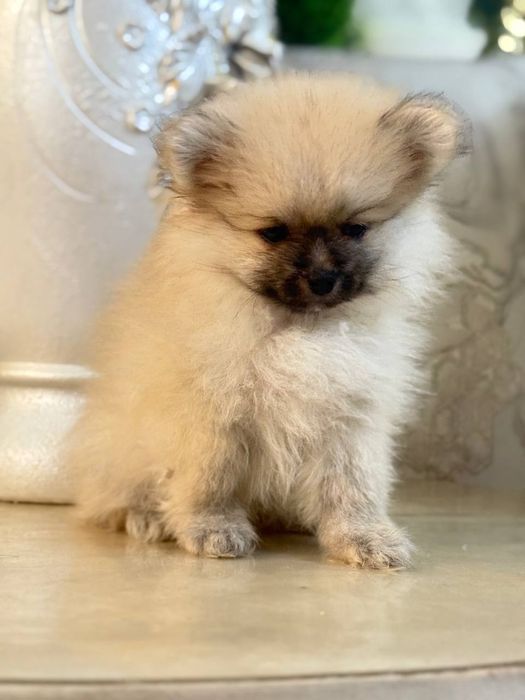 Щенок шпица продается