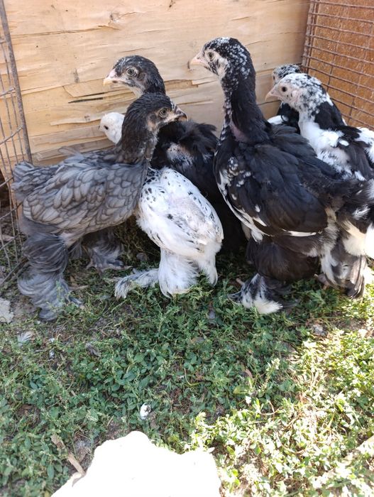 Брама цыплята мраморные