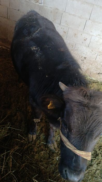 Таналар сатамыз / Телки 1.5 жас