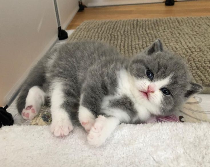 Британский котенок