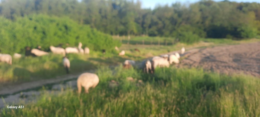 Berbecuți și oi cu mieluțe.