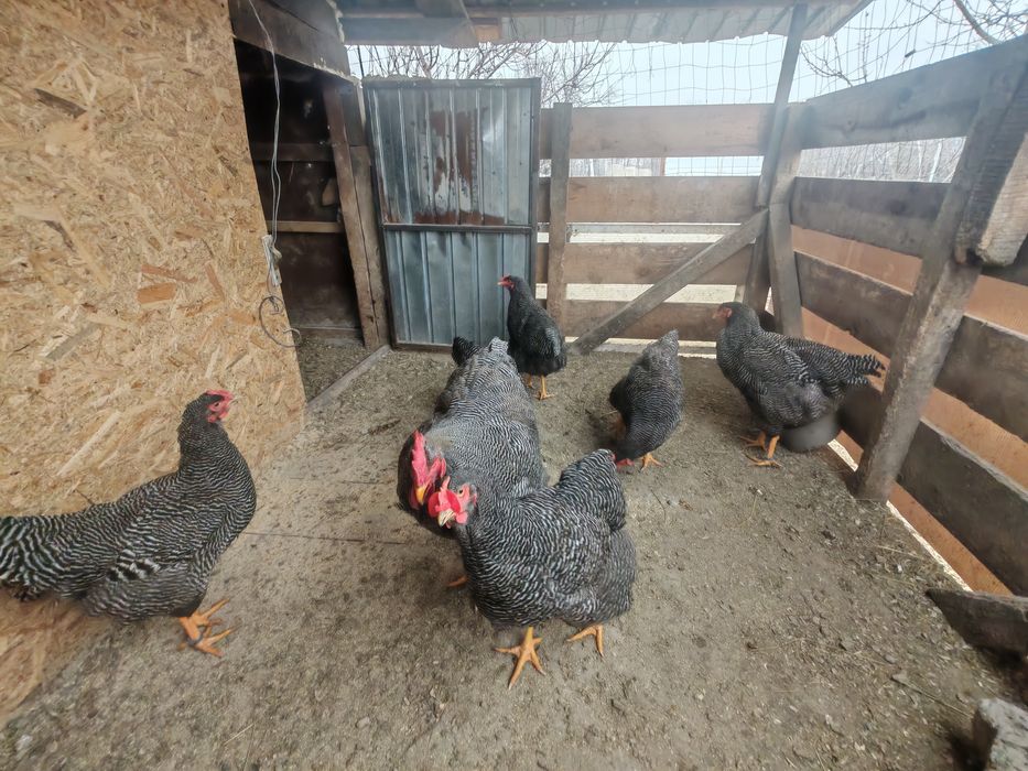 Ouă pt incubat Plymouth rock barat