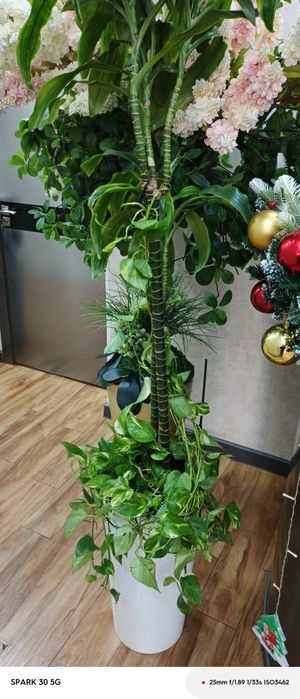 Флористика/Уход за растениями