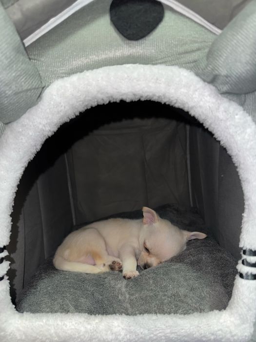 Продам щенка чихуахуа