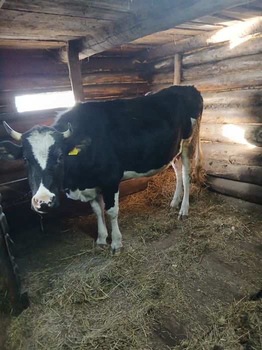 Продам дойных коров вместе с телятами