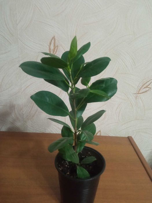 Продам фикус "Мокламе"