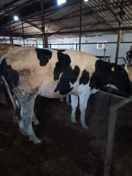 Vând vitele și junici holstein