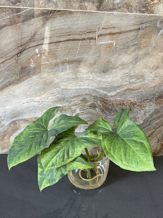 Сингониум Мохито, эпипремнуи