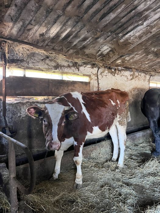 Devânzare juninca  red holstein gestanta luna a 6