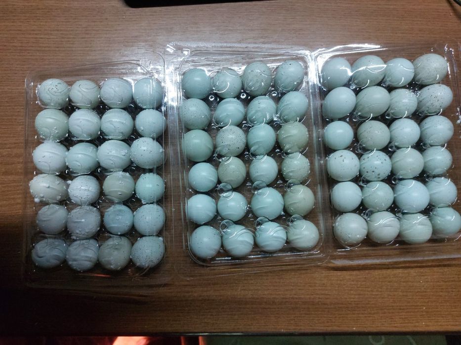 Ouă prepeliță pentru incubat