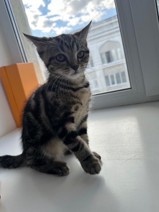 Отдам в добрые руки Котенка