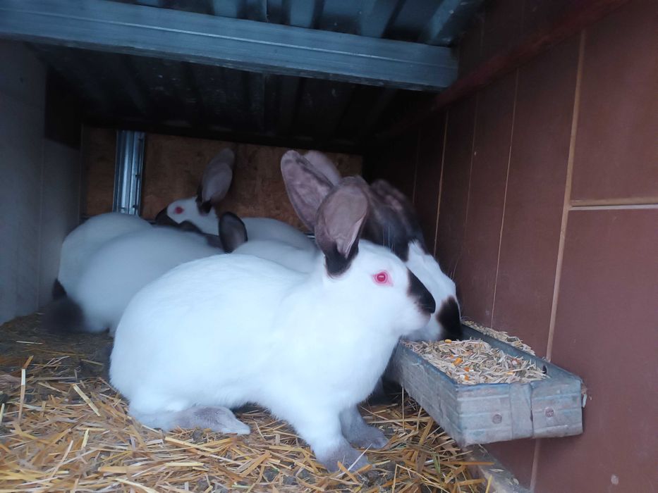 Masculi Urias de Transilvania !