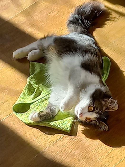 Отдам котенка в добрые руки!!!