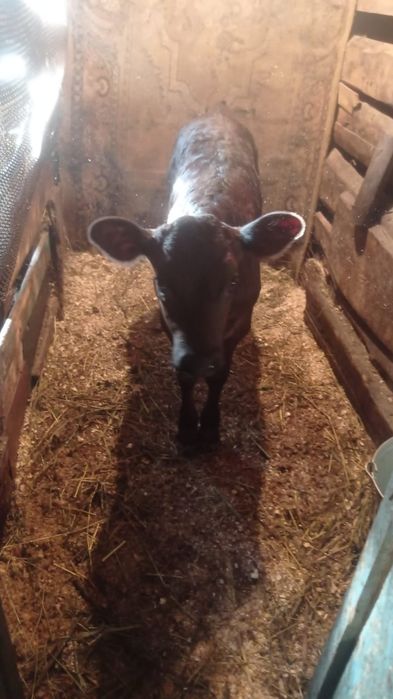 Продам тёлочку, два месяца