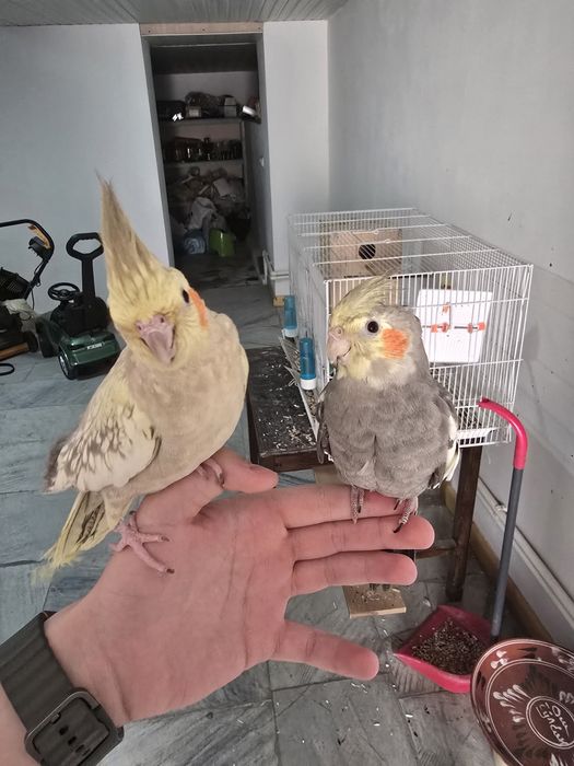 Продаётся кареллы с клеткой