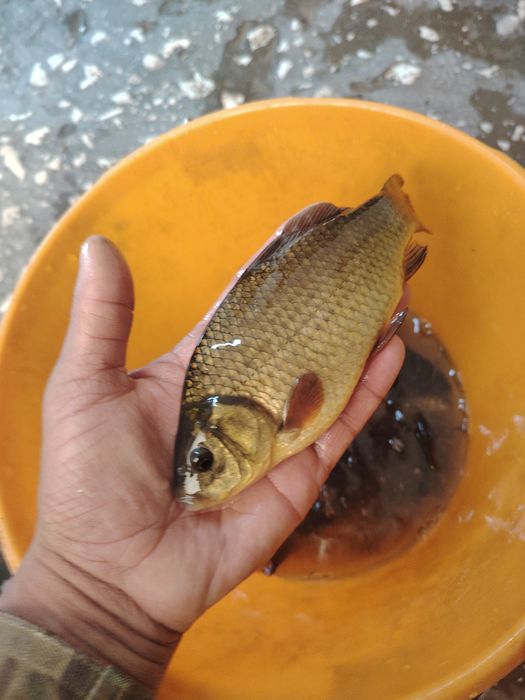 Рыбалка живцы карась