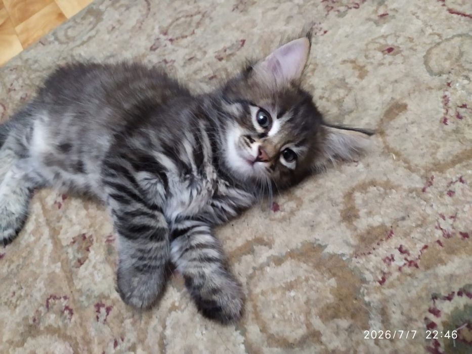 Отдам котят 1.5 месяцев