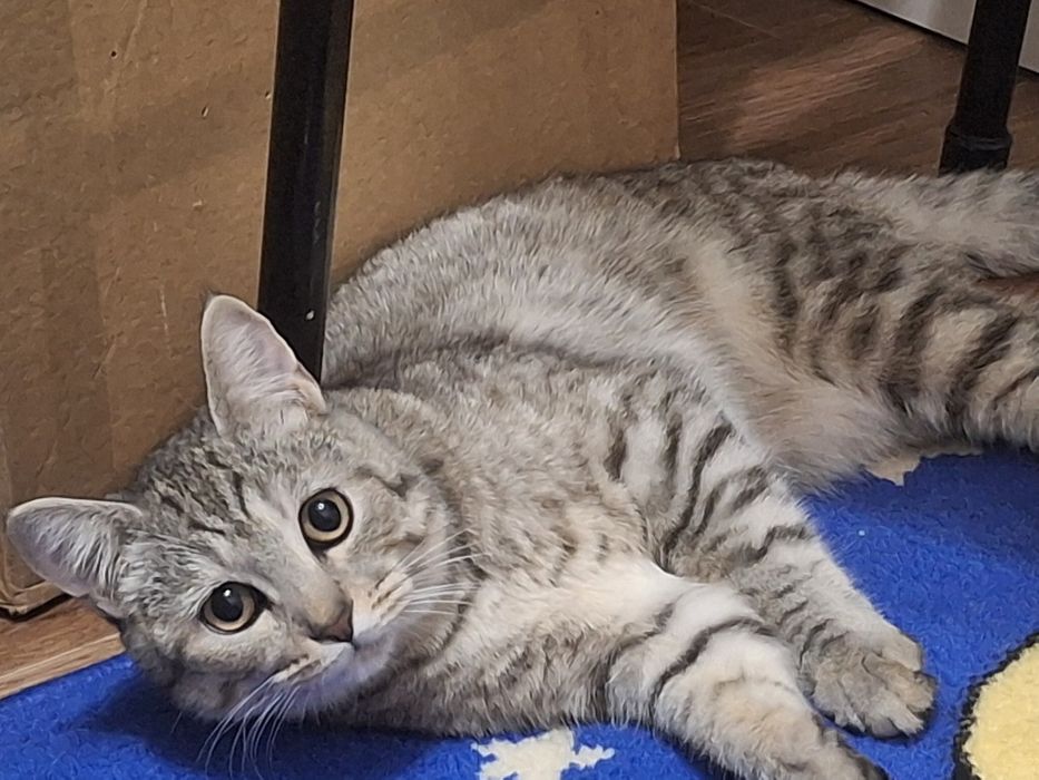 шотландская мысык сатылады