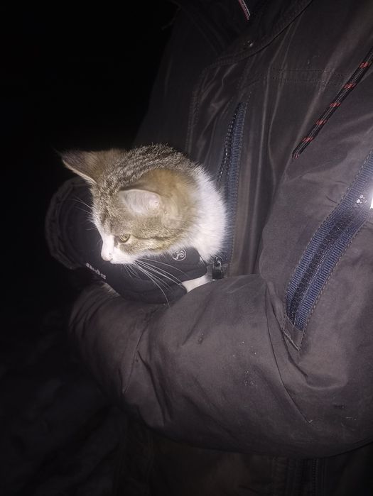 Котёнок в добрые руки