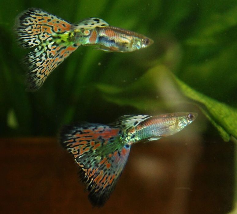 Продаю кубинских мечиносцев