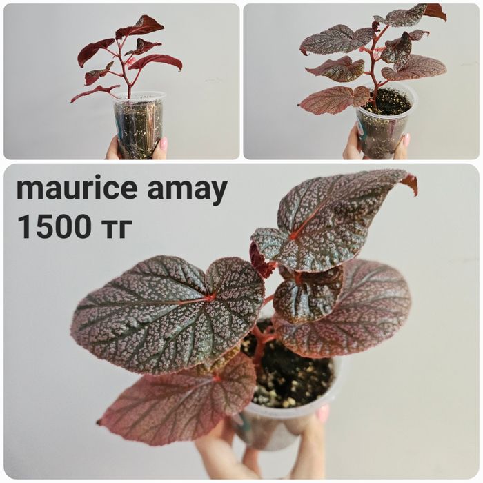 Бегония арабиан сансет, maurice amay