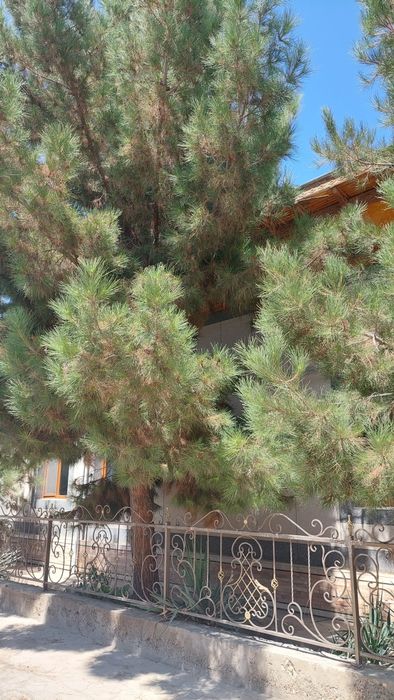 Сосна арча сотилади 6-10 метр