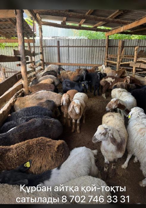 Курбан айтка койлар