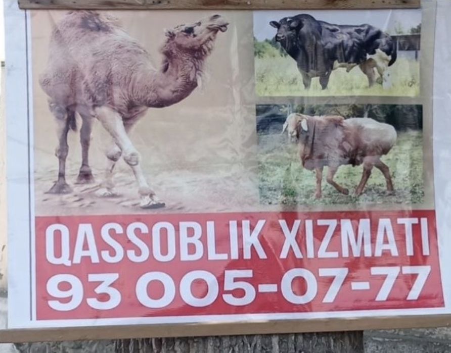 Qassob. Xizmati. Qurbonlika. Exson. Aqiqalarga